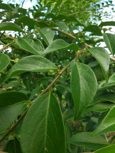 Phyllanthus acuminatus, photographed by Eduardo Chacón Madrigal