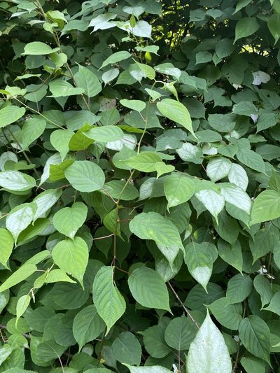 Actinidia polygama, photographed by Nadezhda Bortnikova