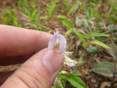 Lupinus diffusus, photographed by cwarneke