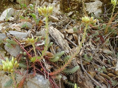 Petrosedum ochroleucum, photographed by Thomas Koffel