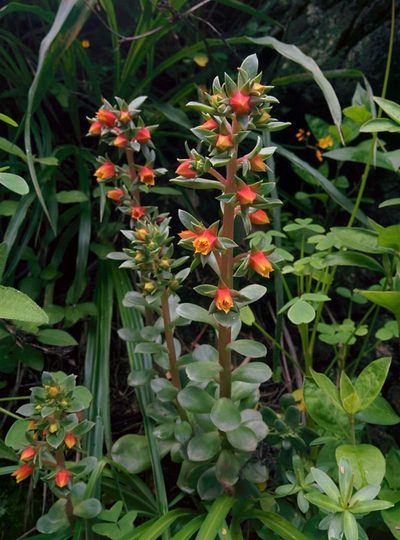 Echeveria quitensis, photographed by Julien Renoult