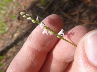 Spiranthes tuberosa, photographed by cwarneke