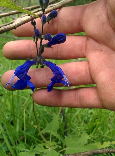 Salvia sagittata, photographed by Julien Renoult