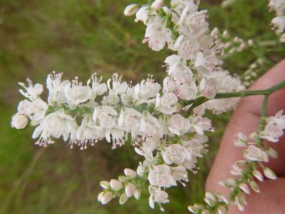 Polygonella americana, photographed by cwarneke