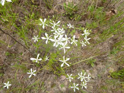 Sabatia quadrangula, photographed by cwarneke