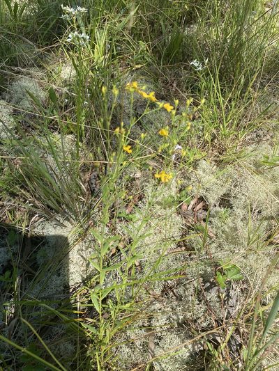 Hypericum virgatum, photographed by Carol Ann McCormick
