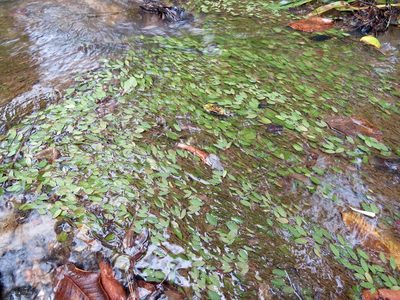 Potamogeton diversifolius, photographed by Laura Clark