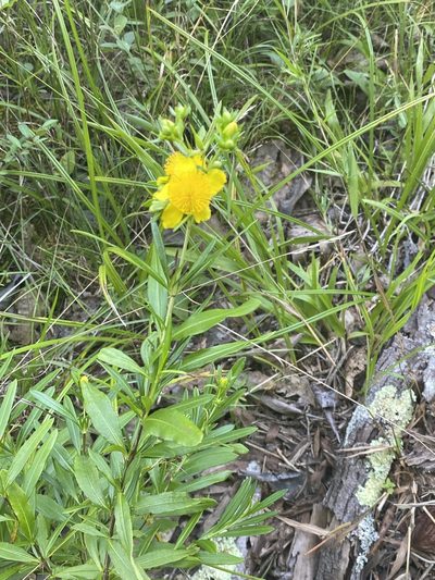Hypericum nudiflorum, photographed by Carol Ann McCormick