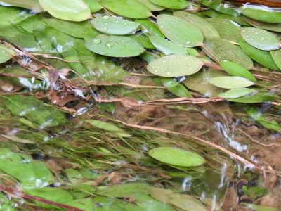 Potamogeton diversifolius, photographed by Laura Clark