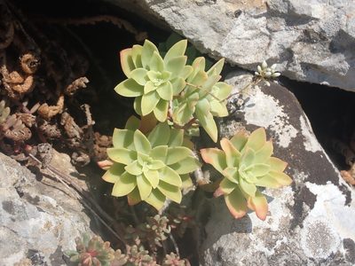 Sedum palmeri, photographed by Victor Brans