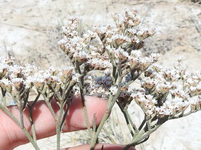 Limonium limbatum, photographed by Sam Kieschnick