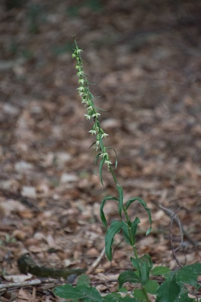 Epipactis muelleri, photographed by Felicia Seichter