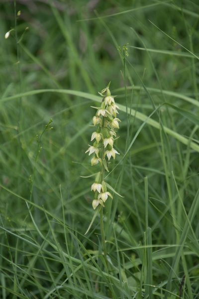 Epipactis muelleri, photographed by Felicia Seichter