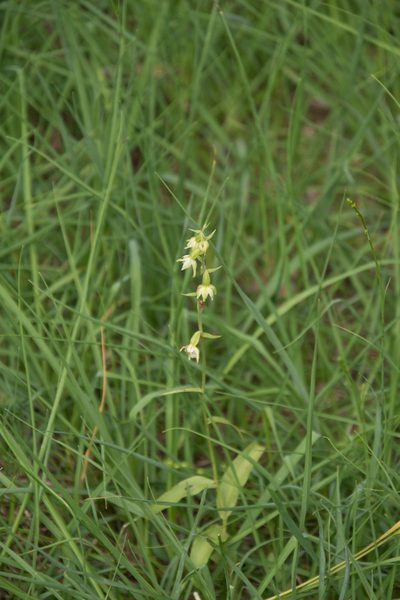 Epipactis muelleri, photographed by Felicia Seichter
