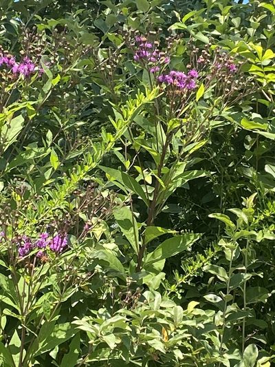 Vernonia glauca, photographed by Carol Ann McCormick