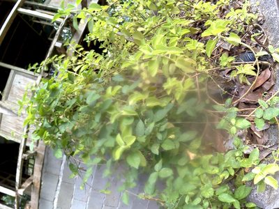Coleus amboinicus, photographed by Greg III Espera
