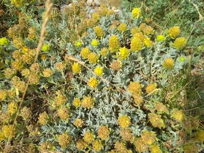 Teucrium aureum, photographed by Guillermo Huerta Ramos