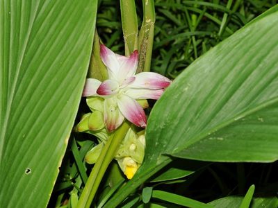 Curcuma pseudomontana, photographed by Subhadra Devi