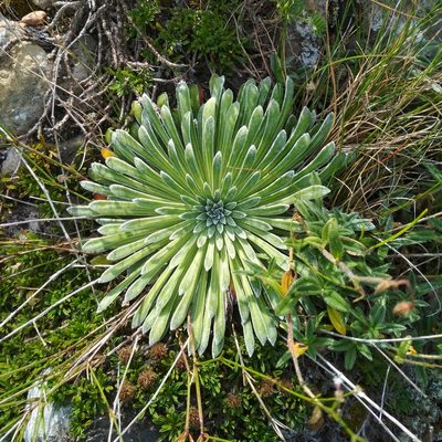 Saxifraga longifolia, photographed by Guillermo Huerta Ramos