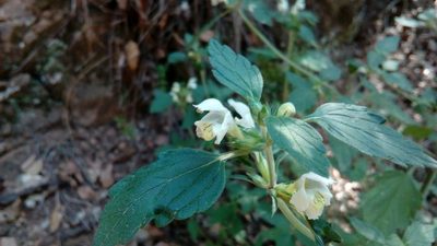 Galeopsis segetum, photographed by Josep Gesti