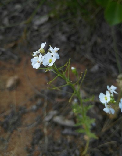 Dontostemon pinnatifidus, photographed by Юлия