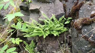 Woodsia alpina, photographed by Алексей Ябс