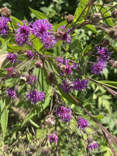 Vernonia glauca, photographed by Carol Ann McCormick