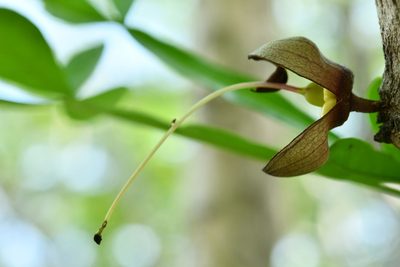 Crescentia alata, photographed by adel-fridus