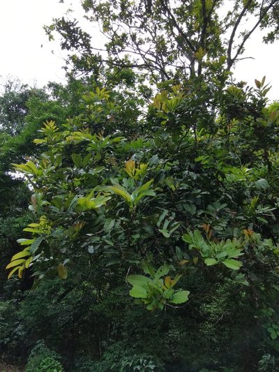 Cupania glabra, photographed by Eduardo Chacón Madrigal