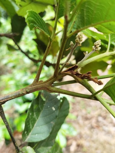 Cupania glabra, photographed by Eduardo Chacón Madrigal