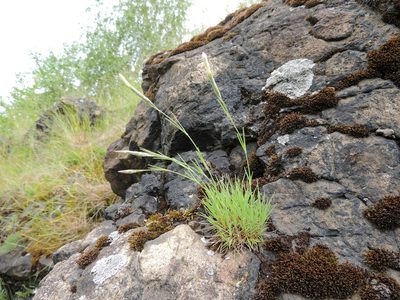 Dianthus acicularis, photographed by Алексей Ябс