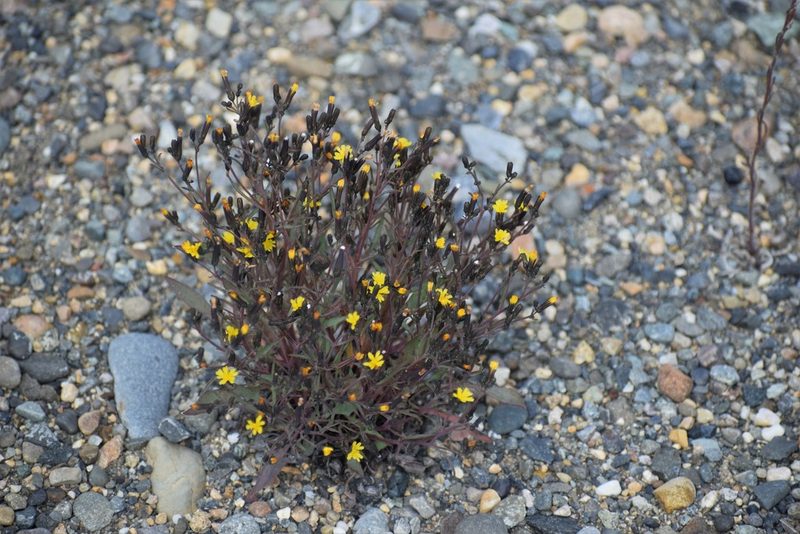 Askellia elegans, photographed by Syd Cannings