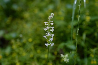 Gymnadenia odoratissima, photographed by antrum