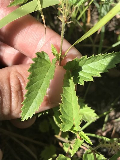 Tragia betonicifolia, photographed by Ryan Donnelly