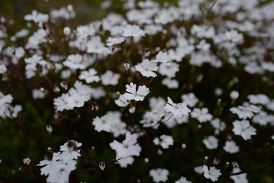 Heliosperma alpestre, photographed by antrum