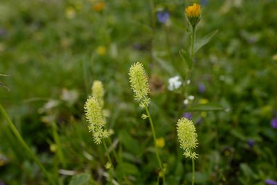 Tofieldia calyculata, photographed by antrum