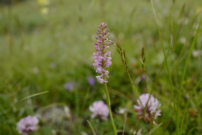 Gymnadenia odoratissima, photographed by antrum