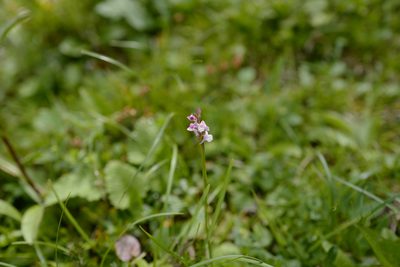 Gymnadenia odoratissima, photographed by antrum