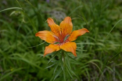 Lilium bulbiferum, photographed by antrum