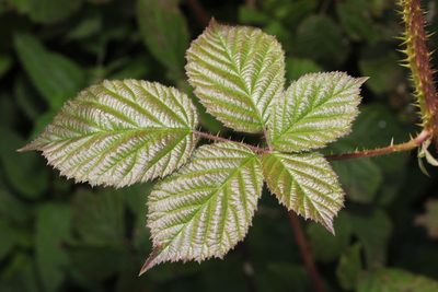 Rubus intensior, photographed by Stephen James McWilliam