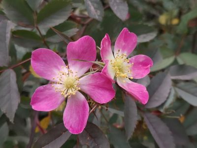 Rosa glauca, photographed by Todd Boland
