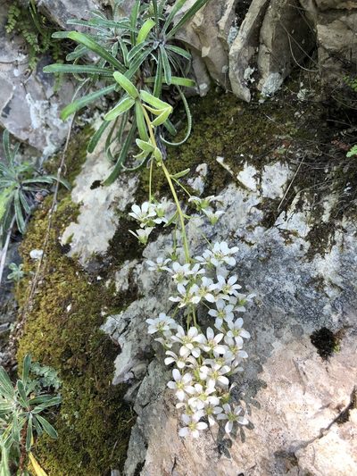 Saxifraga callosa, photographed by Stefano Menchetti