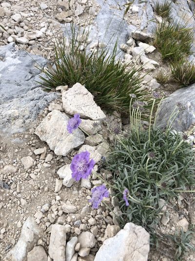Lomelosia graminifolia, photographed by Stefano Menchetti