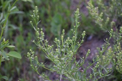 Lepidium ramosissimum, photographed by Syd Cannings