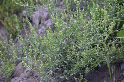 Lepidium ramosissimum, photographed by Syd Cannings
