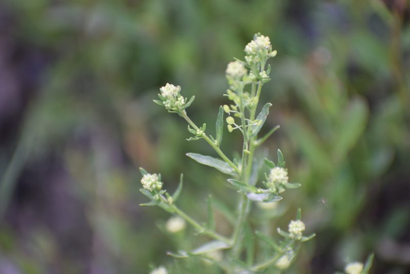 Lepidium ramosissimum, photographed by Syd Cannings