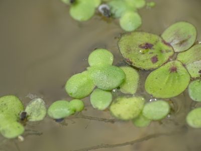 Lemna turionifera, photographed by Reuven Martin