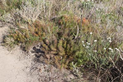 Serruria cyanoides, photographed by Tony Rebelo