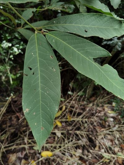 Ocotea sinuata, photographed by Eduardo Chacón Madrigal