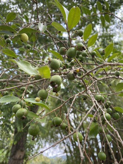 Psidium oligospermum, photographed by P Gonzalez Zamora